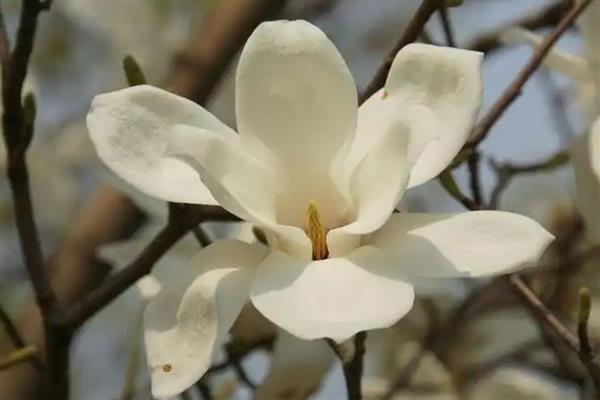 花蕊是花的什么部位，由雄蕊和雌蕊构成
