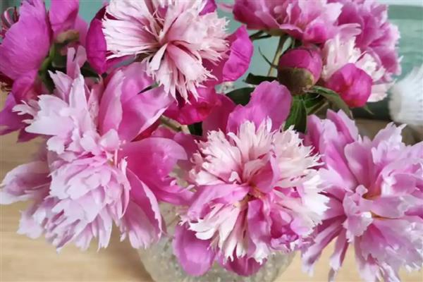 花蕊是花的什么部位，由雄蕊和雌蕊构成