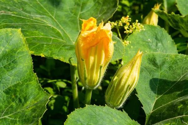 花蕊是花的什么部位，由雄蕊和雌蕊构成