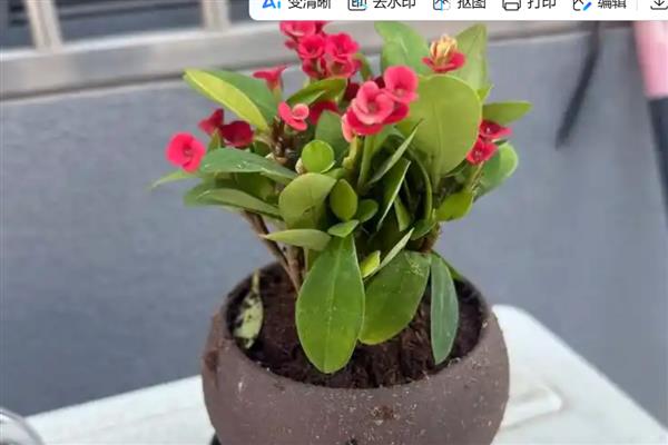 铁海棠盆栽如何养殖，喜欢湿润的生长环境