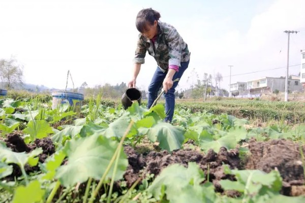 油菜如何浇水,要先观察土壤的干湿度
