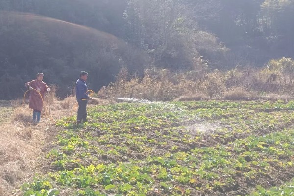 油菜如何浇水,要先观察土壤的干湿度