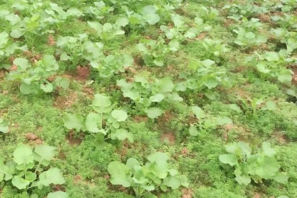 油菜如何浇水,要先观察土壤的干湿度
