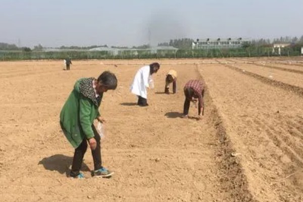 油菜如何浇水,要先观察土壤的干湿度