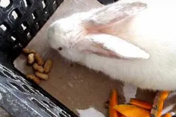 兔子能吃花生吗,可以吃没有任何加工过的