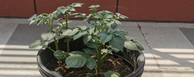盆栽土豆怎么种植，每隔2天给植株浇水一次