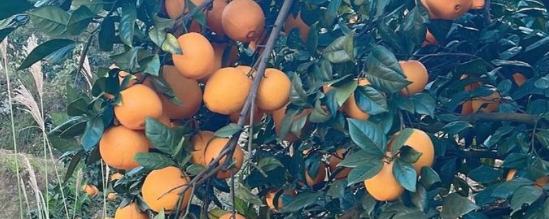 脐橙与血橙的区别，大小和颜色均不同