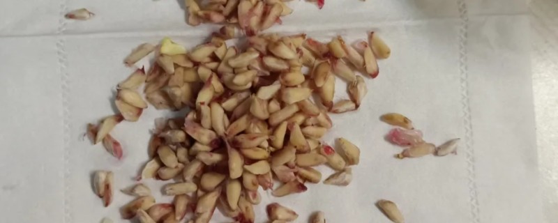 石榴种子可以吃吗，是能吃的