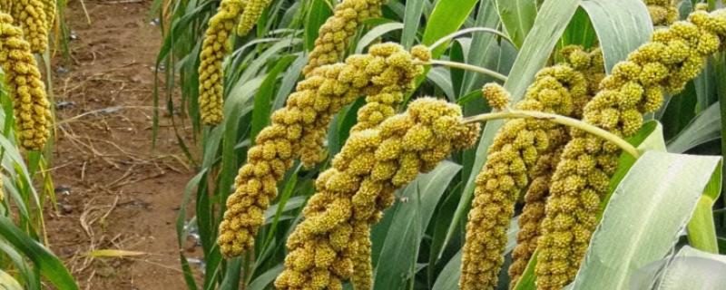 谷穗属于什么植物，是草本植物
