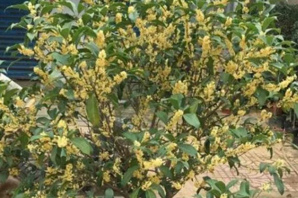 桂花树几年会开花,一般4-5年左右会开花