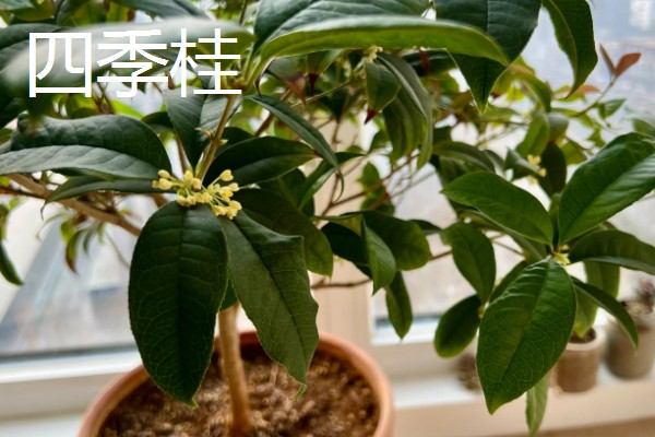桂花树几年会开花,一般4-5年左右会开花