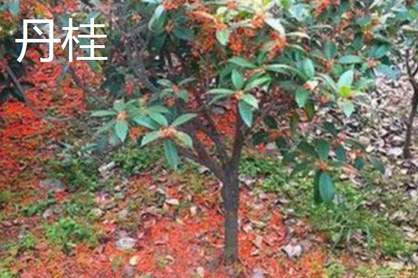 桂花树几年会开花,一般4-5年左右会开花