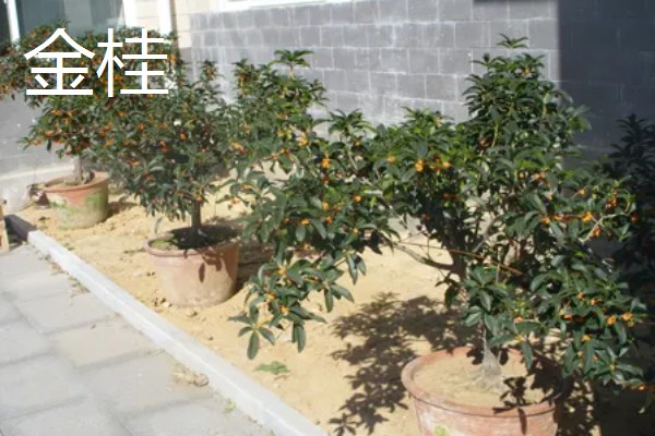 桂花树几年会开花,一般4-5年左右会开花