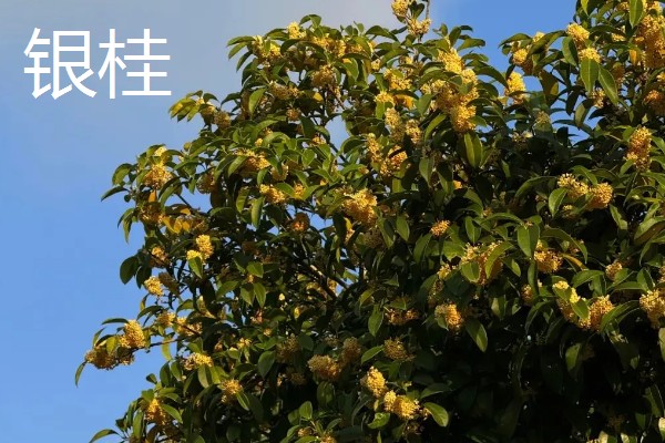 桂花树几年会开花,一般4-5年左右会开花