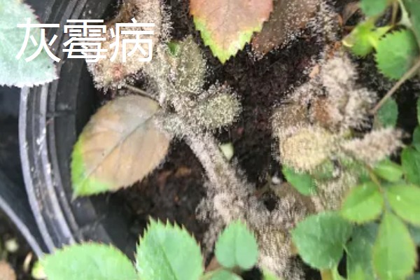 月季花的扦插时间，4-5月扦插最佳