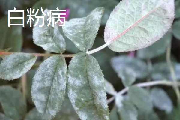 月季花的扦插时间，4-5月扦插最佳