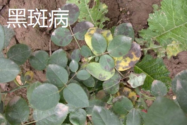 月季花的扦插时间，4-5月扦插最佳