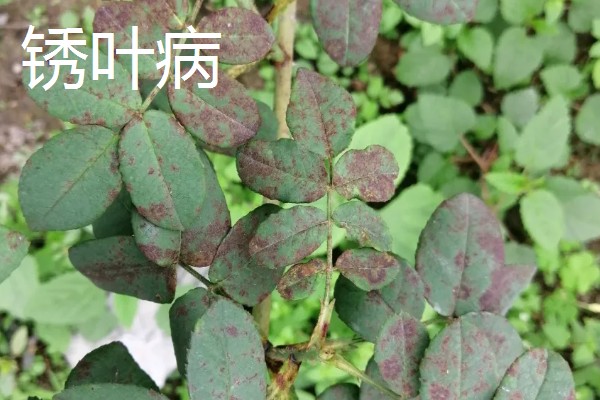 月季花的扦插时间，4-5月扦插最佳