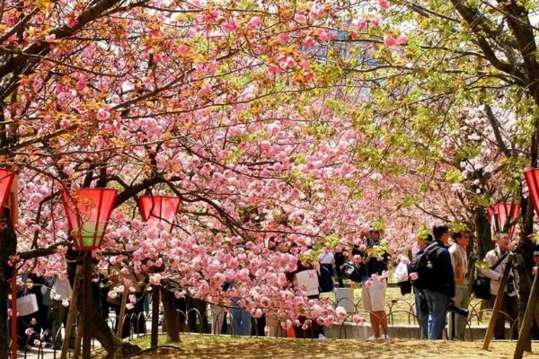 日本樱花的开放时间,在三月下旬至四月上旬开花