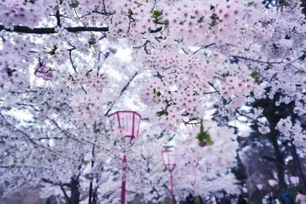 日本樱花的开放时间,在三月下旬至四月上旬开花