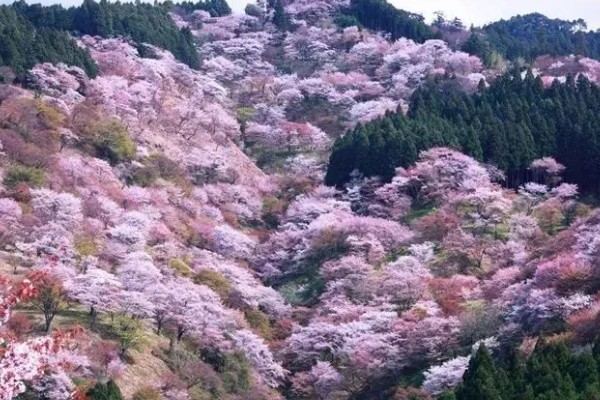 日本樱花的开放时间,在三月下旬至四月上旬开花