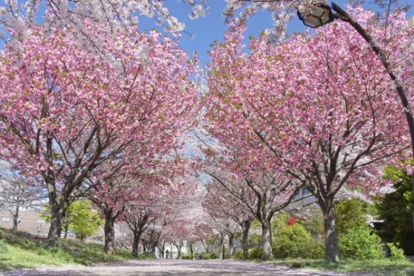 日本樱花的开放时间,在三月下旬至四月上旬开花