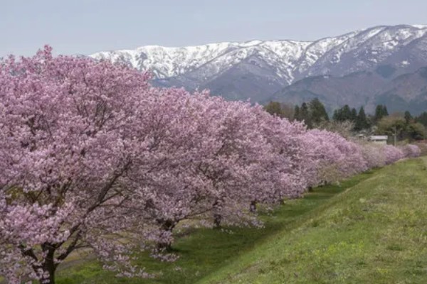 日本樱花的开放时间,在三月下旬至四月上旬开花