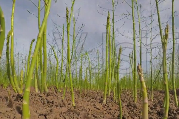 芦笋适合什么地区种植,适合江苏徐州、山东菏泽等地区