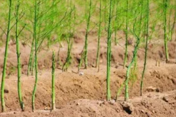芦笋适合什么地区种植,适合江苏徐州、山东菏泽等地区