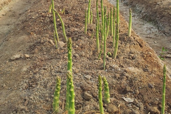 芦笋适合什么地区种植,适合江苏徐州、山东菏泽等地区
