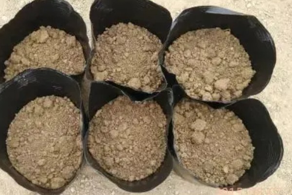 芦笋适合什么地区种植,适合江苏徐州、山东菏泽等地区