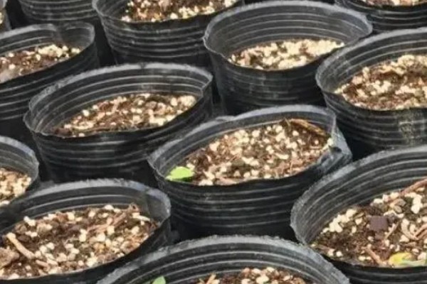 芦笋适合什么地区种植,适合江苏徐州、山东菏泽等地区