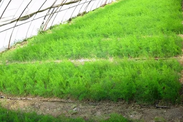 芦笋适合什么地区种植,适合江苏徐州、山东菏泽等地区