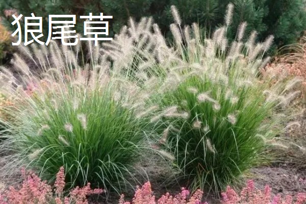 养鹅吃哪些草长得快，推荐狼尾草、苦荬菜等
