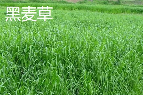 养鹅吃哪些草长得快，推荐狼尾草、苦荬菜等
