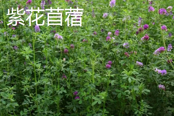 养鹅吃哪些草长得快，推荐狼尾草、苦荬菜等