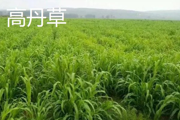 养鹅吃哪些草长得快，推荐狼尾草、苦荬菜等
