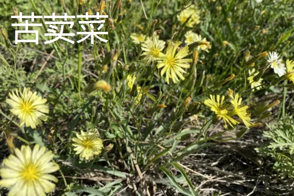 养鹅吃哪些草长得快，推荐狼尾草、苦荬菜等
