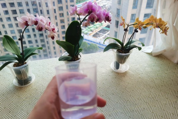 蝴蝶兰种在客厅的好处,可以美化环境