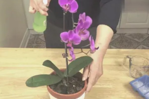 蝴蝶兰种在客厅的好处,可以美化环境