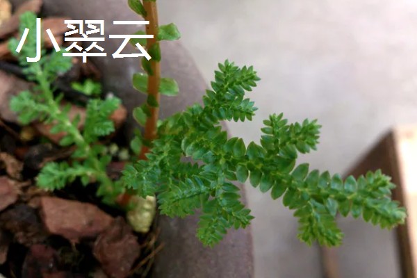 小翠云与翠云草的区别，形态、枝叶不同