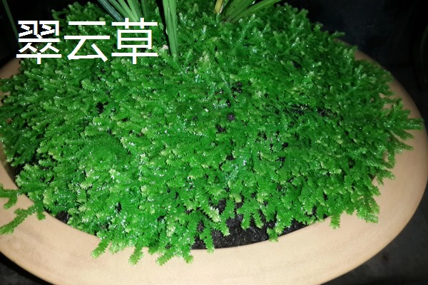 小翠云与翠云草的区别，形态、枝叶不同