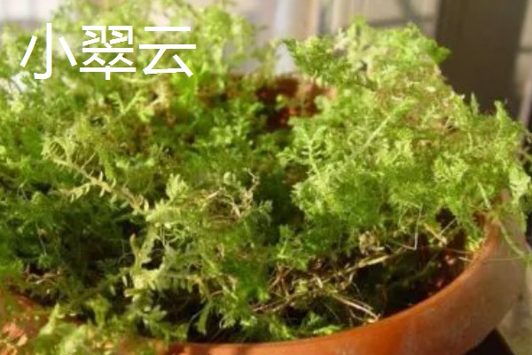 小翠云与翠云草的区别，形态、枝叶不同