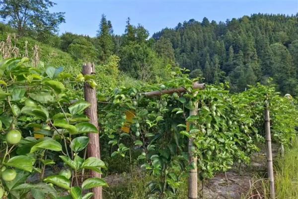 百香果叶子发黄萎缩怎样急救，及时补充肥料