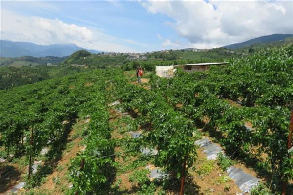 百香果叶子发黄萎缩怎样急救，及时补充肥料