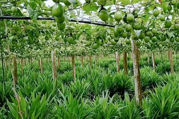 百香果叶子发黄萎缩怎样急救，及时补充肥料