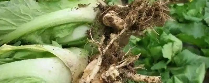蔬菜烂根的原因，可能是光照不足所致