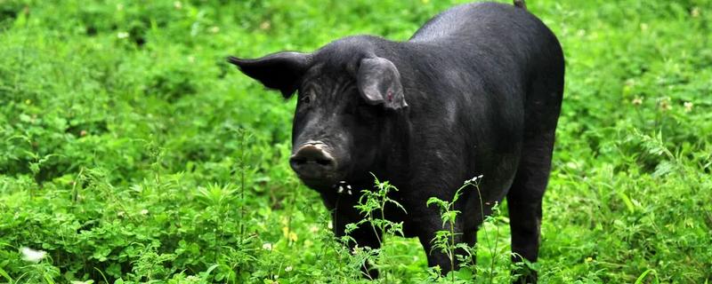 毛猪的出肉率，通常为65-75%