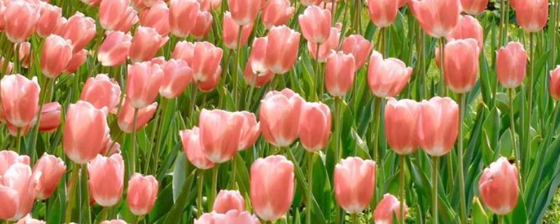 郁金香的花语，寓意无望的爱、神秘高贵等
