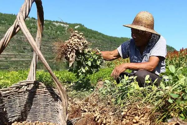 花生的收获季节,春播花生一般在8月中旬至10月上旬收获